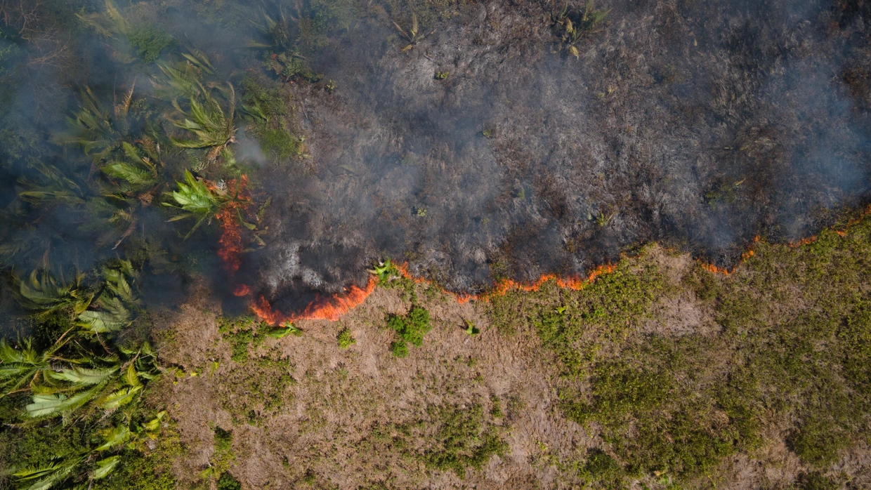 Feuer im Dschungel: Brände und Abholzung bedrohen den Amazonas-Regenwald.