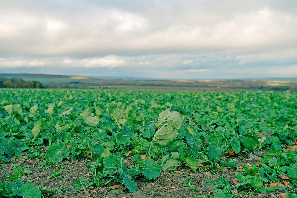Winterraps: Die Genossenschaft baut Ackerkulturen an, darunter auch Brotweizen