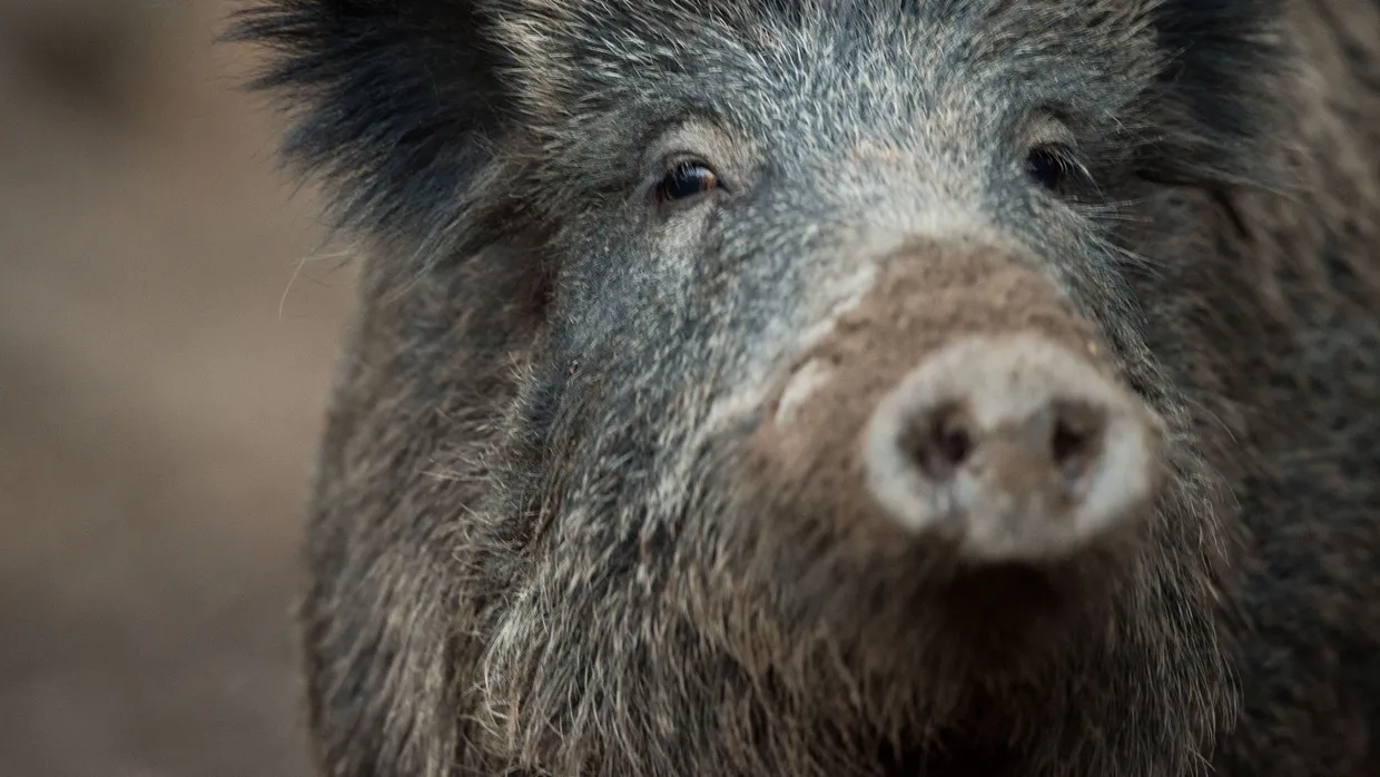 Vom Virus bedroht: Wildschwein