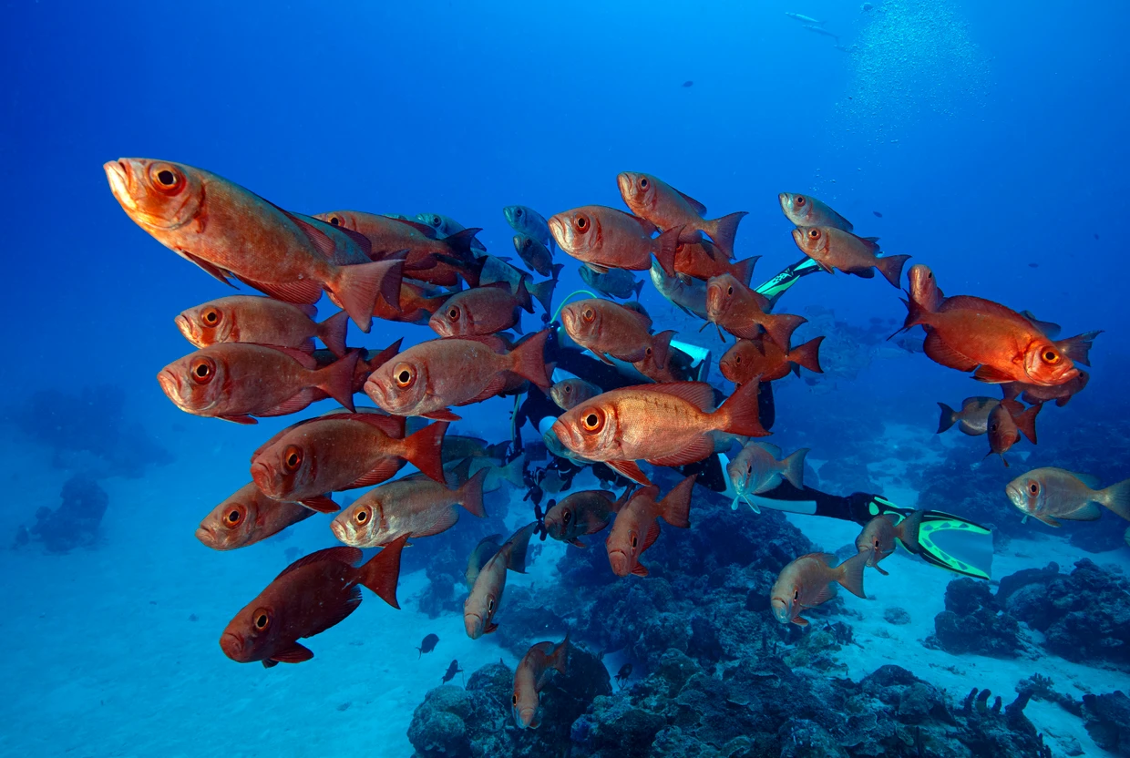 Unter Wasser ist es genauso schön wie darüber: Eine Schule von Big Eye fish.