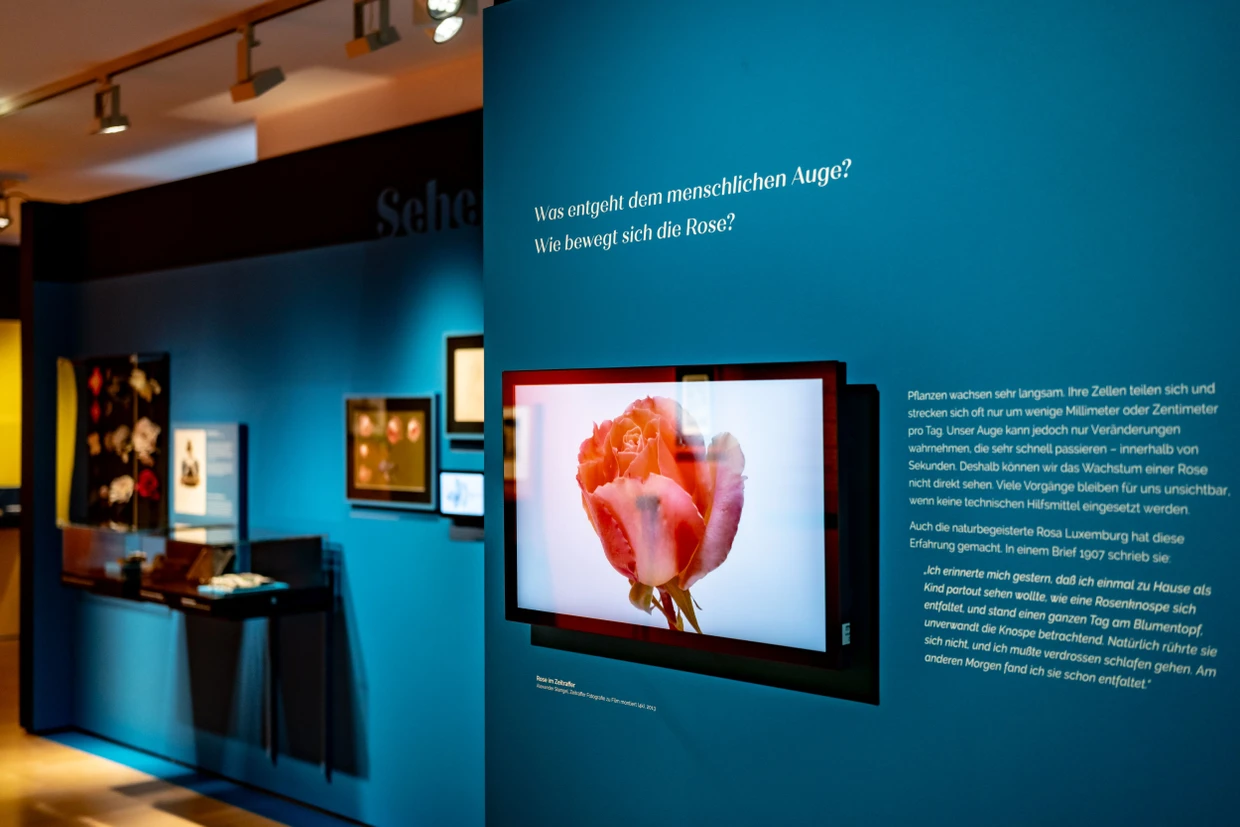 Wächst nur langsam: Ein Videofilm zeigt, wie eine Rose erblüht.