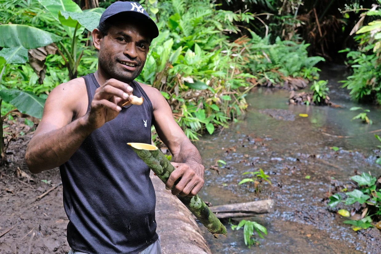 Unerwartete Leckerei: Yusub erklärt, wie man in Sagopalmen nahrhafte Engerlinge findet. Er sammelt die Käferlarven in einem selbstgefertigten Bambus-Behälter.