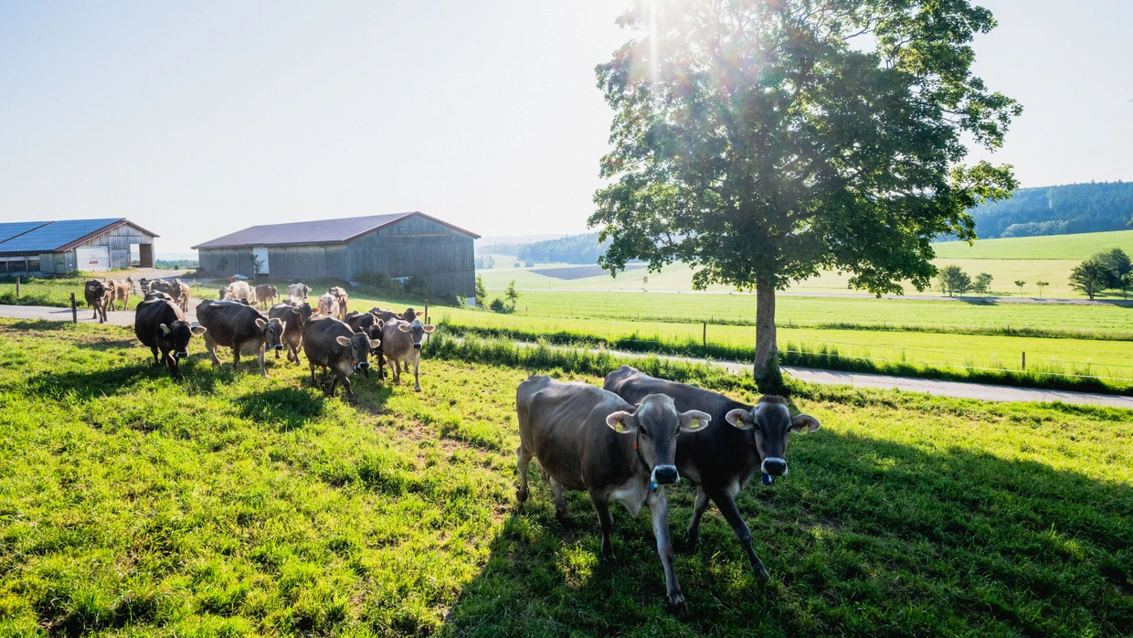 Hier wird „Vorzugsmilch“ gemacht: Kühe auf dem Milchhof Lerf in Ottobeuren.