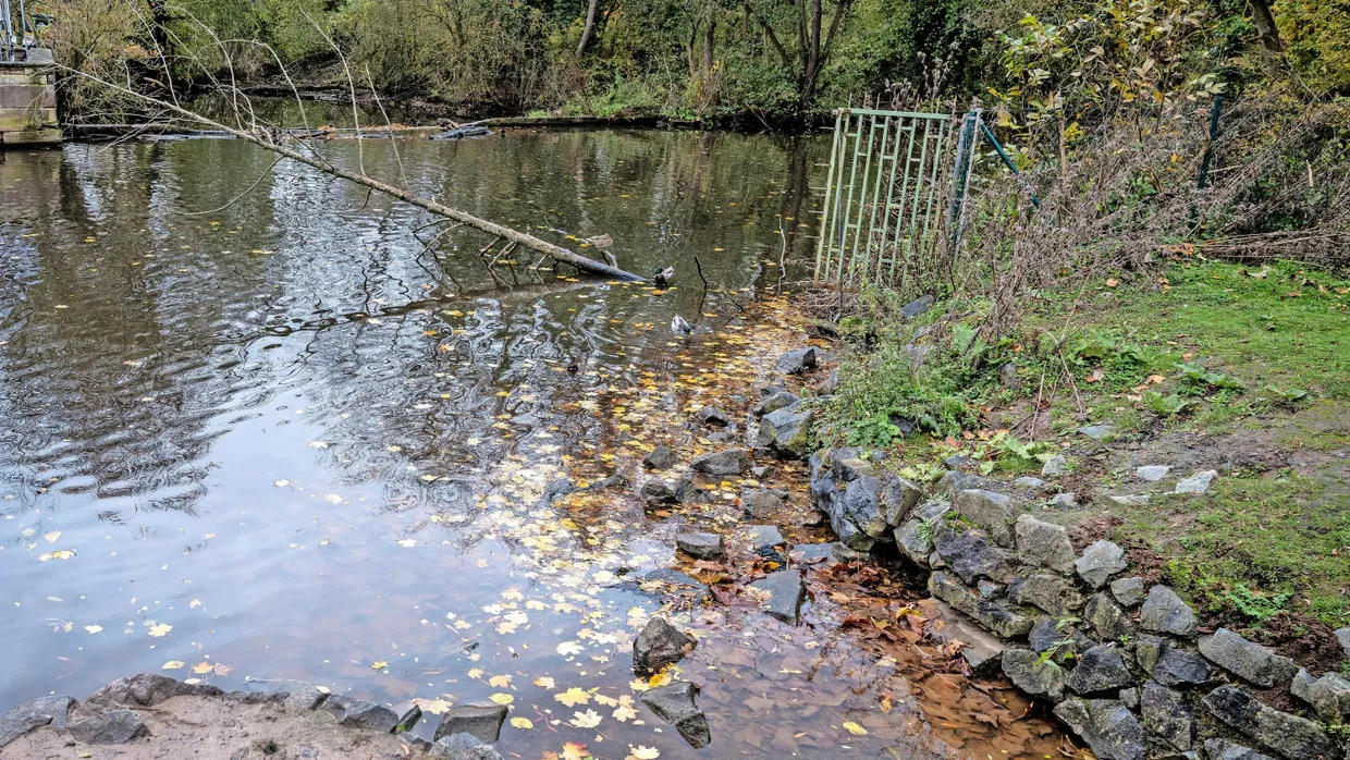 Kaum Durchfluss: Der Altarm der Nidda bei Praunheim wird bald wieder an das Fließgewässer angeschlossen und erhält Rampen für den Fischaufstieg.