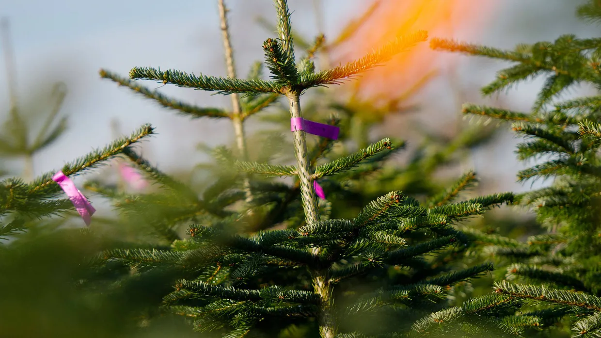 Weihnachtsbäume stehen auf einer Plantage in Westensee, Schleswig-Holstein.