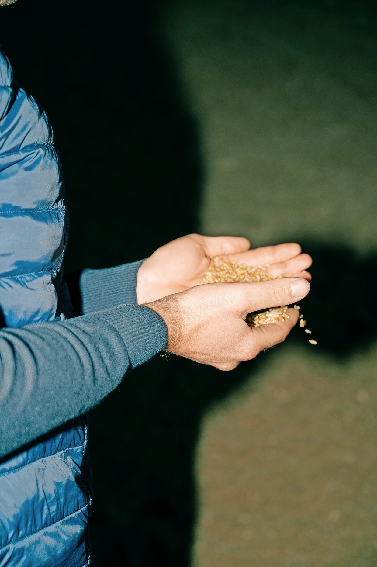 Michael Wesche kritisiert die Getreideimporte aus der Ukraine und Südamerika, weil dort niedrigere Standards gelten.