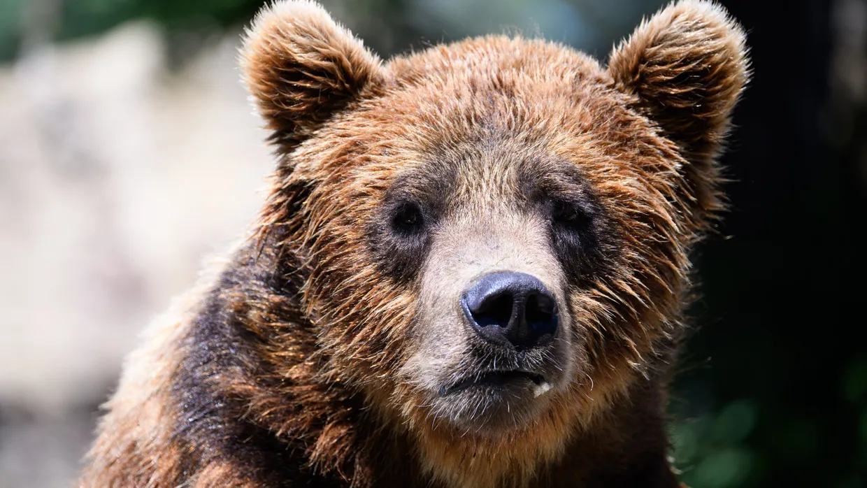 Ein Braunbär (Symbolfoto)