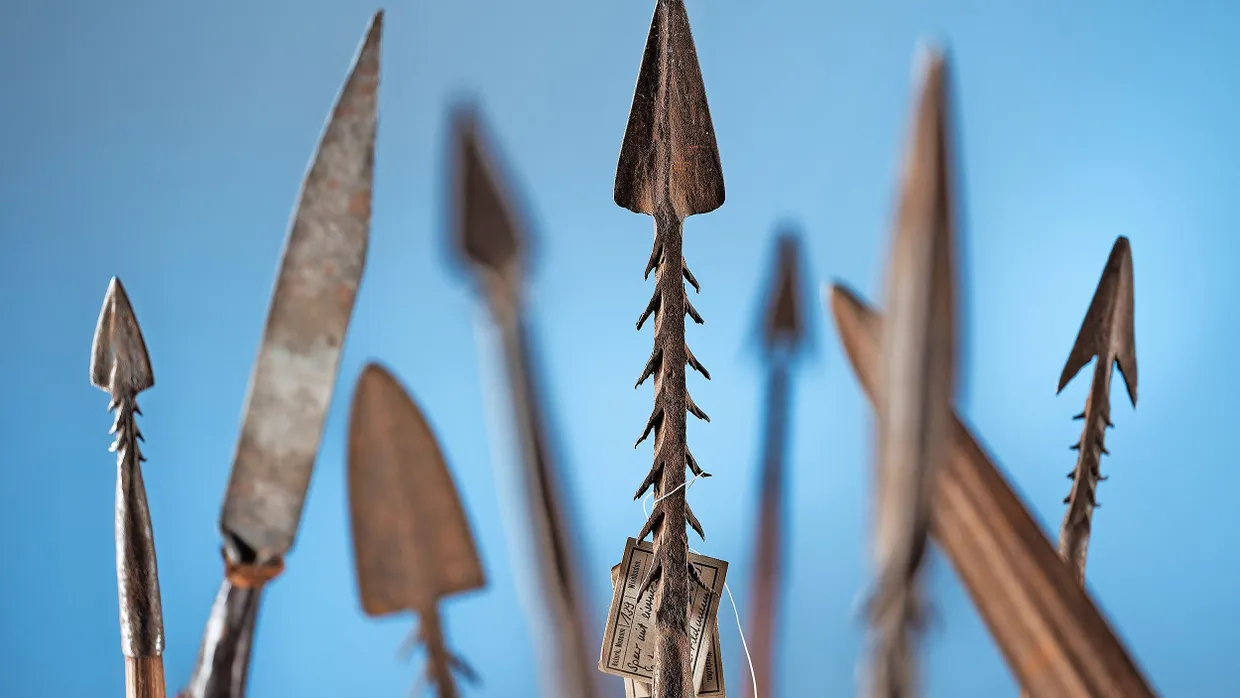 Spitzes Rätsel: Wie kamen die Speere aus Kamerun nach Hessen?