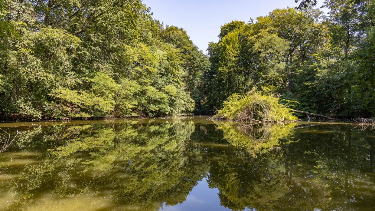 Feuchtgebiet: Tiroler Weiher im Frankfurter Stadtwald