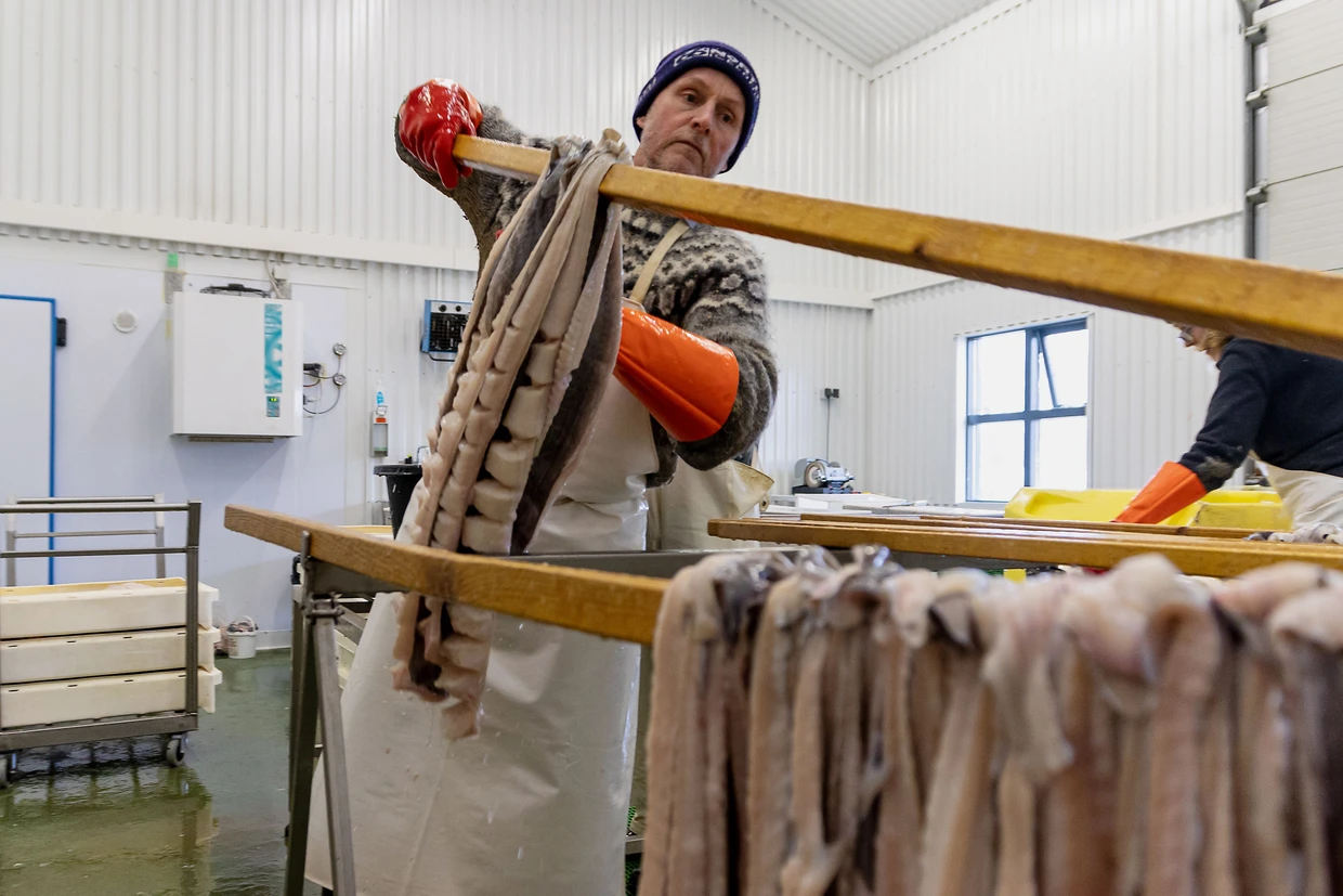 Isländischer Harðfiskur, „harter Fisch“, wird auf Holzgestellen zum Trocknen vorbereitet.
