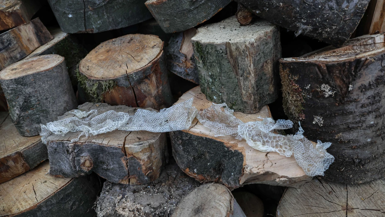 Entdeckt in Brachttal: Die Haut der Königspython auf den Holzscheiten