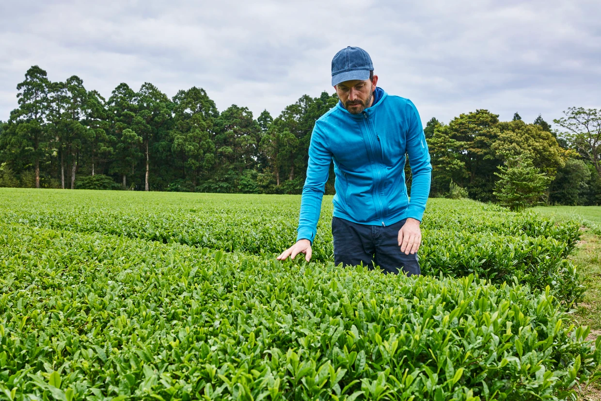 Plantagenanbau: Weil die Pflanzen auf ziemlich gleicher Höhe aufwachsen, können die Blätter auch maschinell geerntet werden.