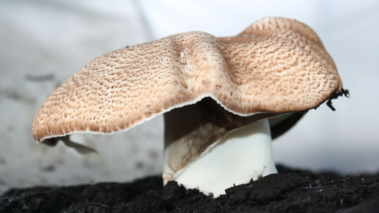 Nicht psychedelisch, aber im Trend:  Der Mandelpilz (Agaricus blazei Murill) soll eine entgiftende Wirkung haben und das Herz-Kreislauf-System stützen