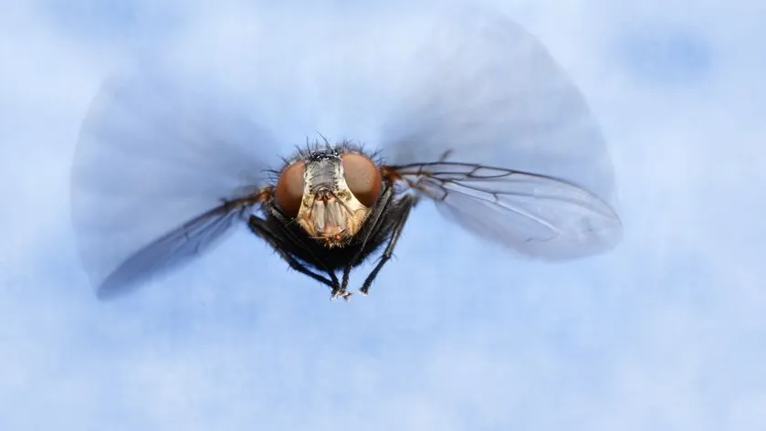 Drosophila