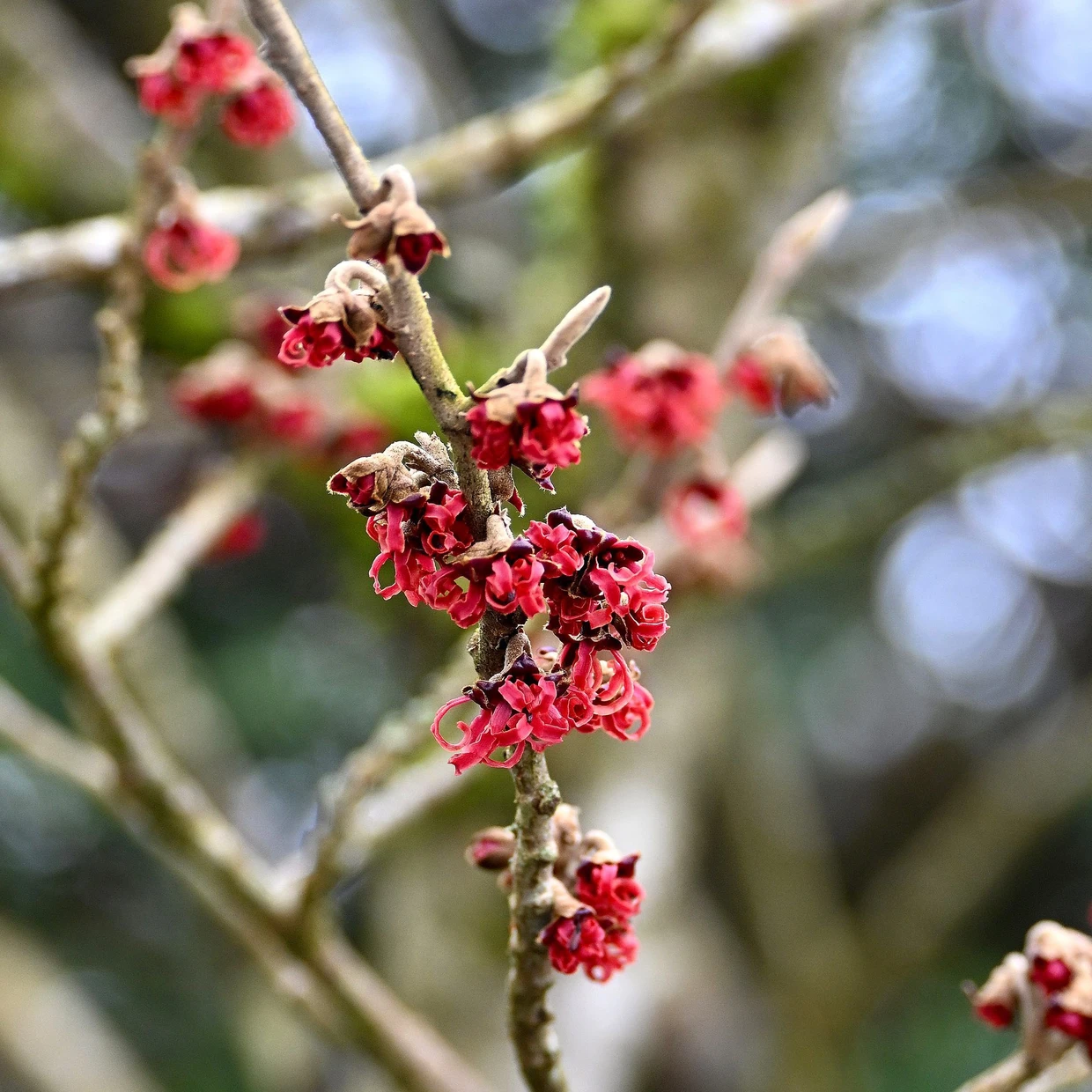Die intensiv rot blühende Sorte ‚Rubin‘ wurde von der Baumschule Böhlje gezüchtet.
