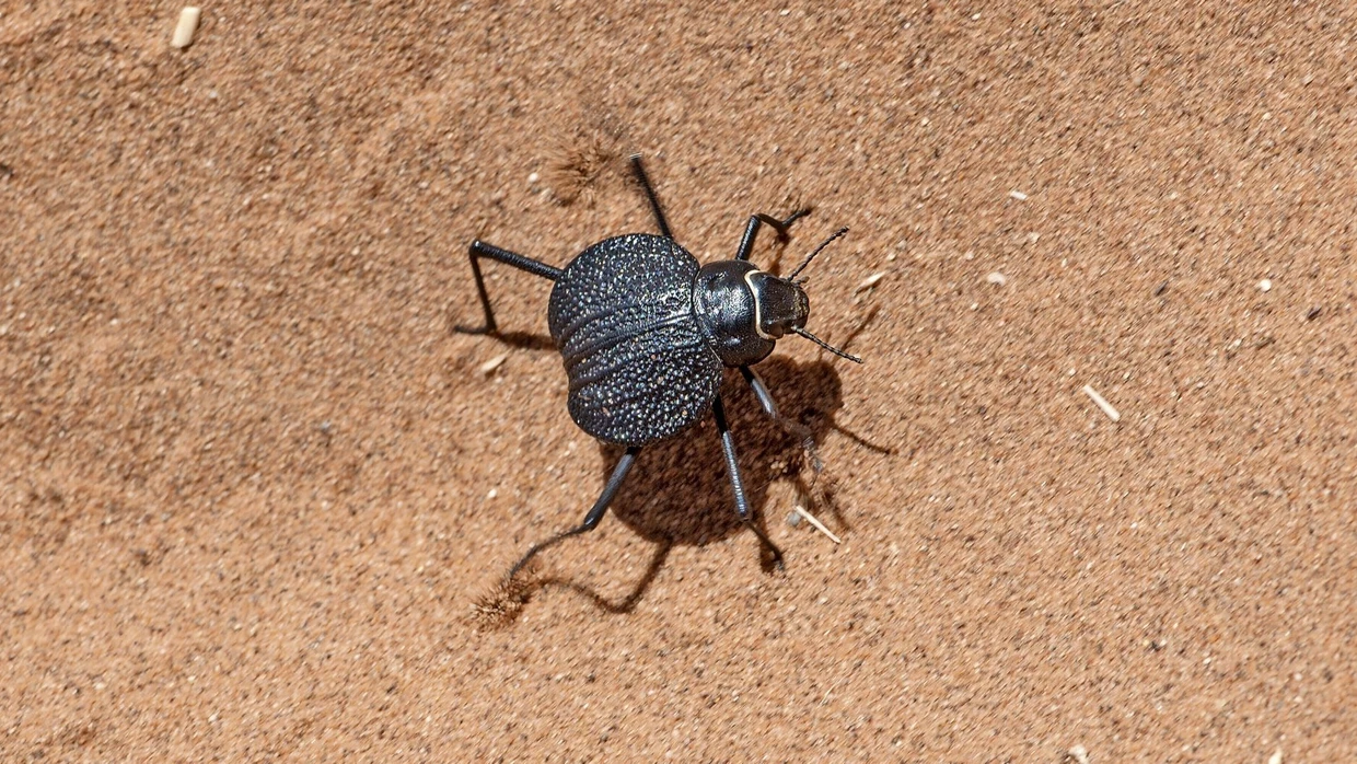 Der Weiße Wüstenkäfer ist von seiner Grundfarbe her schwarz. Eine weiße Wachsschicht verlieh ihm seinen Namen.