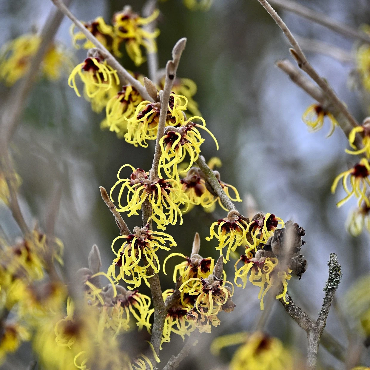 Der Name täuscht: Die Sorte ‚Advent‘ zeigt ihre Blüten erst von Ende Januar an.