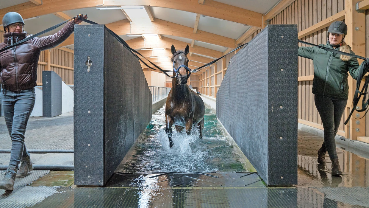 Im Pferdepool: „Fine and Fancy“ wird im Wasser fit gemacht.