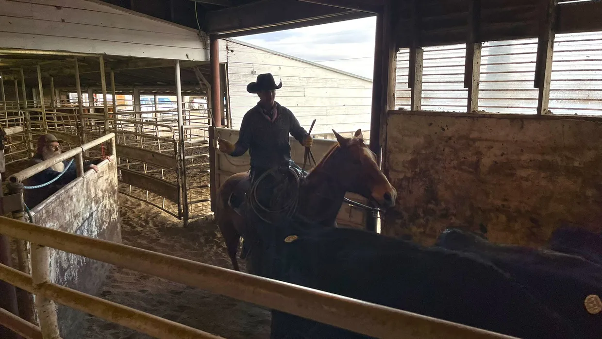 Ein Cowboy treibt die Tiere in Ogallala zur Auktion.