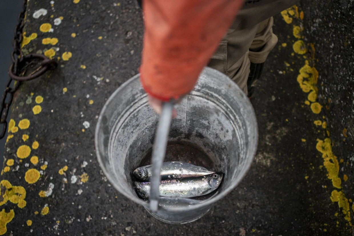 Gerade einmal drei Heringe gehen den Brüdern an diesem Tag ins Netz.