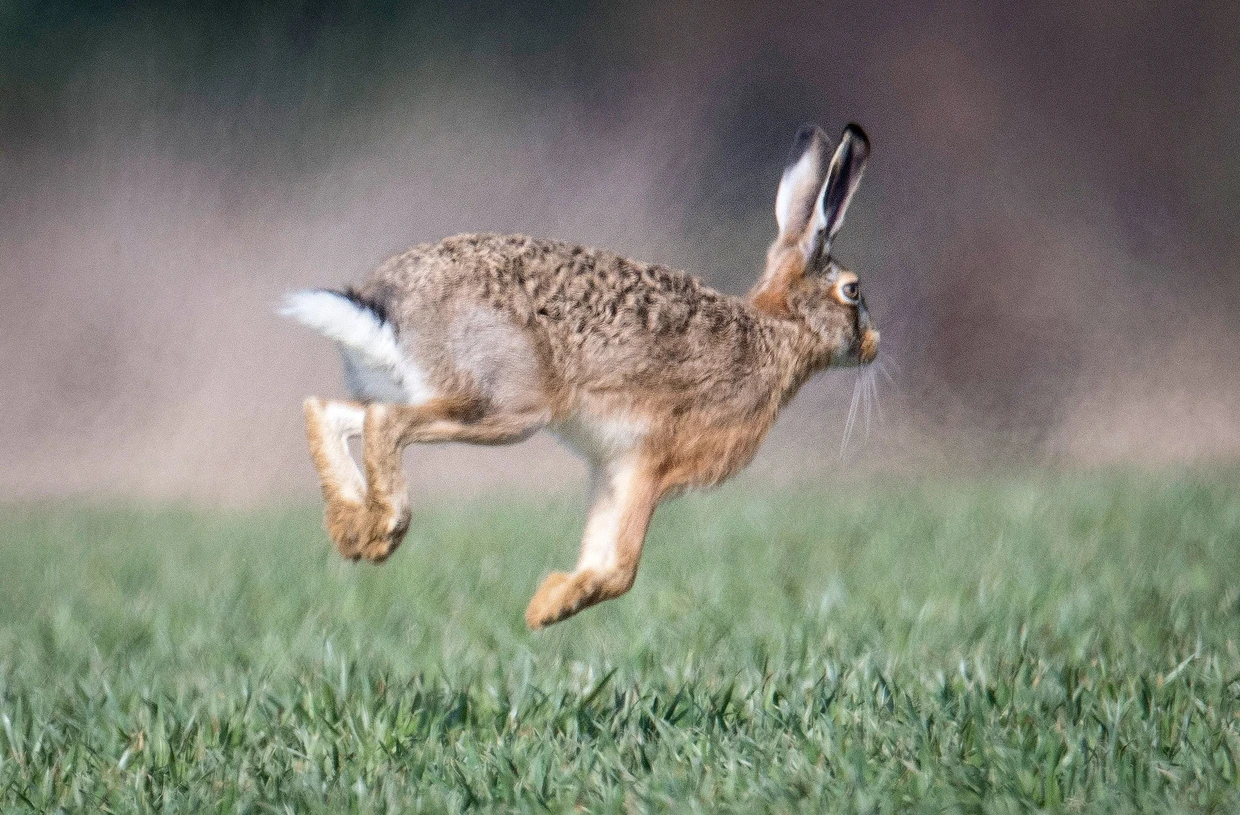 Auch Feldhasen stehen für Fruchtbarkeit.