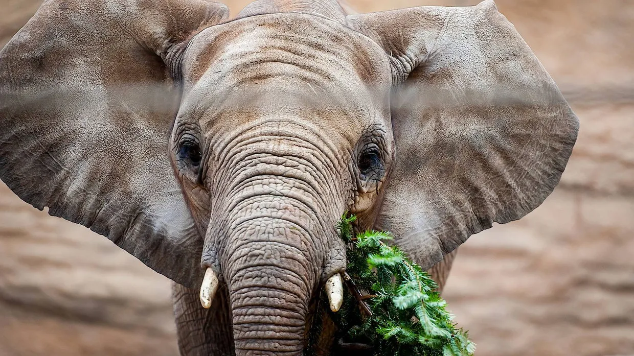 Weihnachtsschmaus: Die Elefantenkuh Kariba im Opel-Zoo lässt sich einen Tannenbaum schmecken.