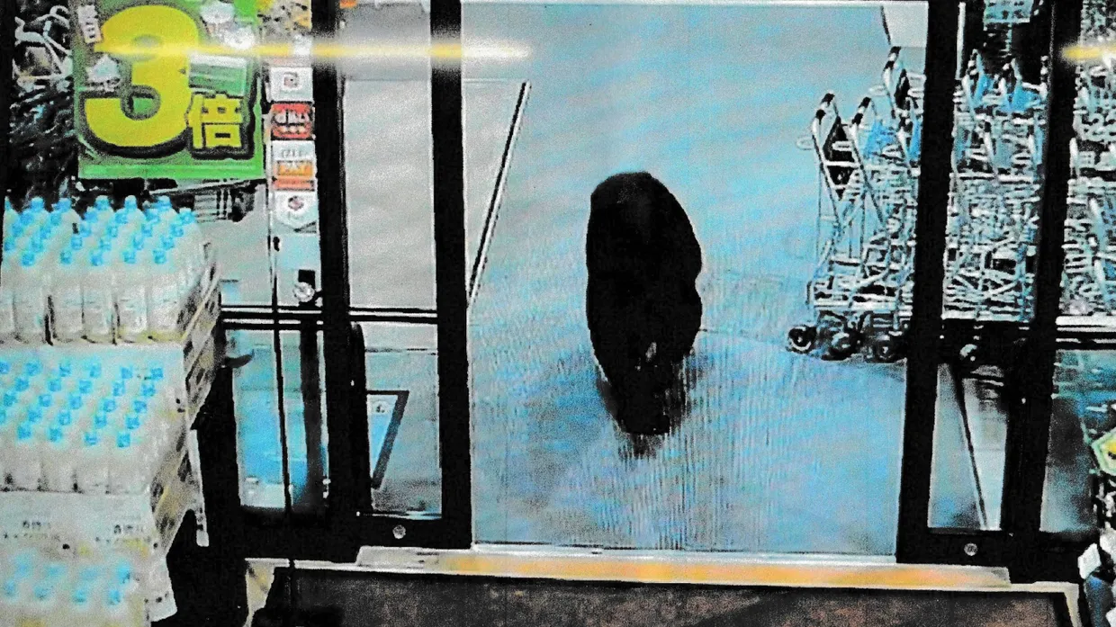 Fotos einer Überwachungskamera zeigen einen Bären in einem japanischen Supermarkt.