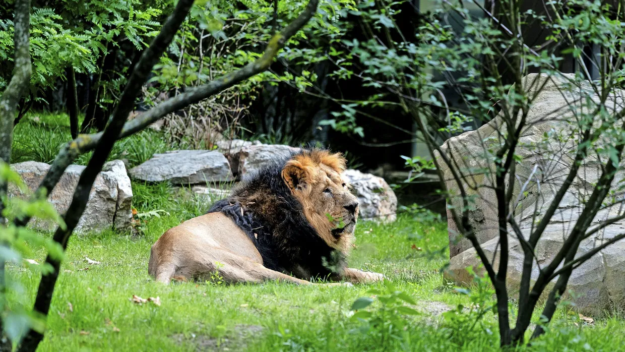 Wohlfühlzone: Kumar hat sich an die neue Außenanlage im Zoo offenbar schon gewöhnt.