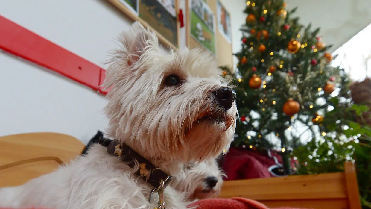 Kein kleiner Hund unter dem Baum: Das Berliner Tierheim vermittelt in der Weihnachtszeit keine Tiere.