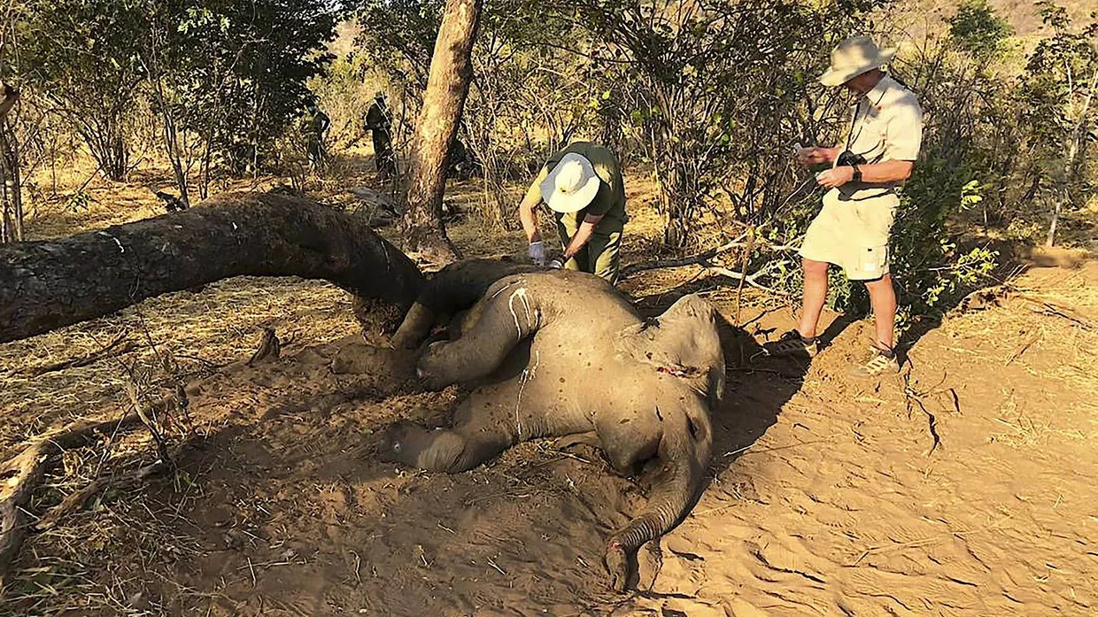 Obduktion: Tierärzte in Zimbabwe untersuchen einen toten Elefanten.