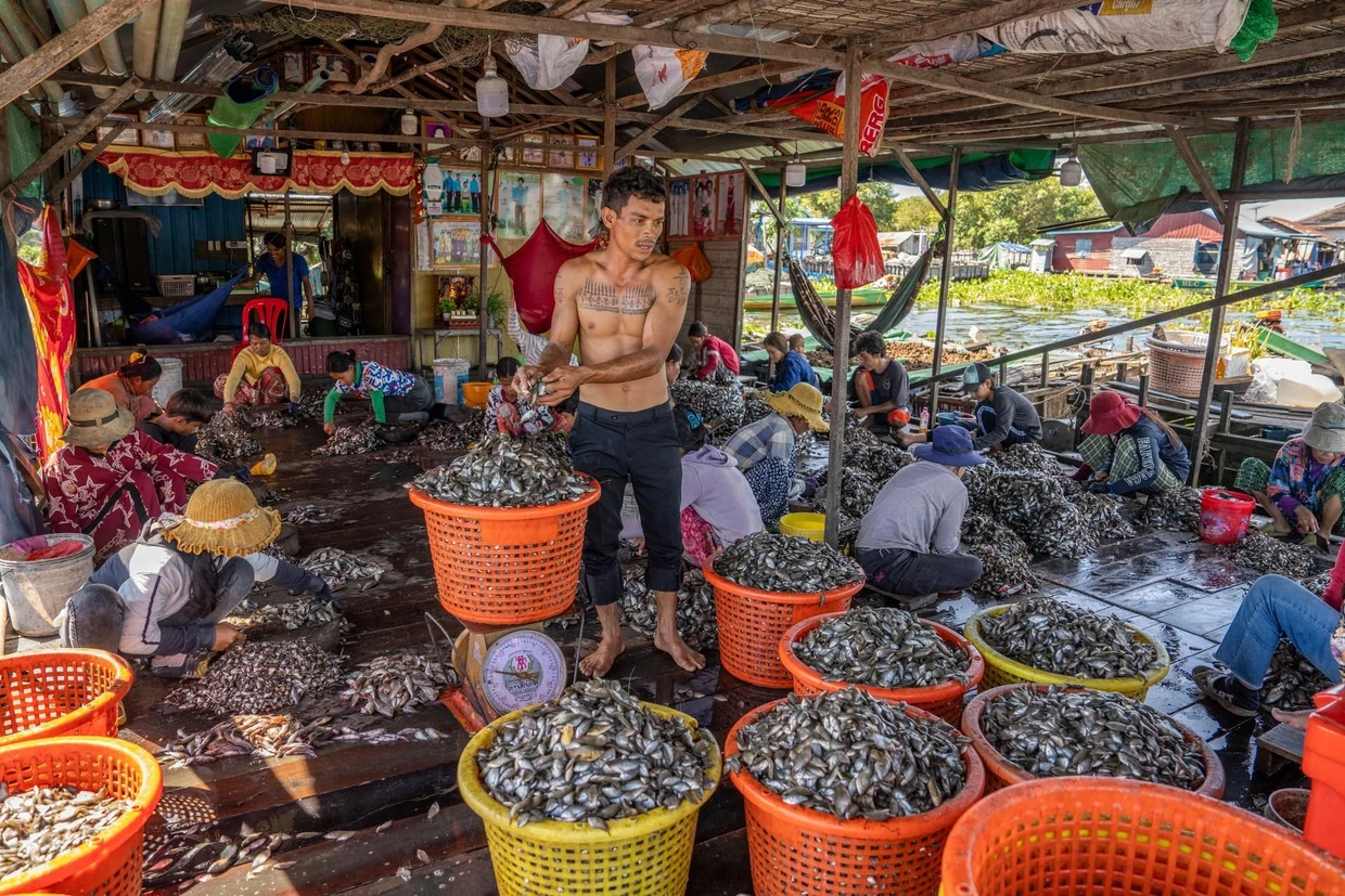 Die Früchte des Meeres: Joan de la Mallas Aufnahme zeigt einen Fischmarkt in Kambodscha