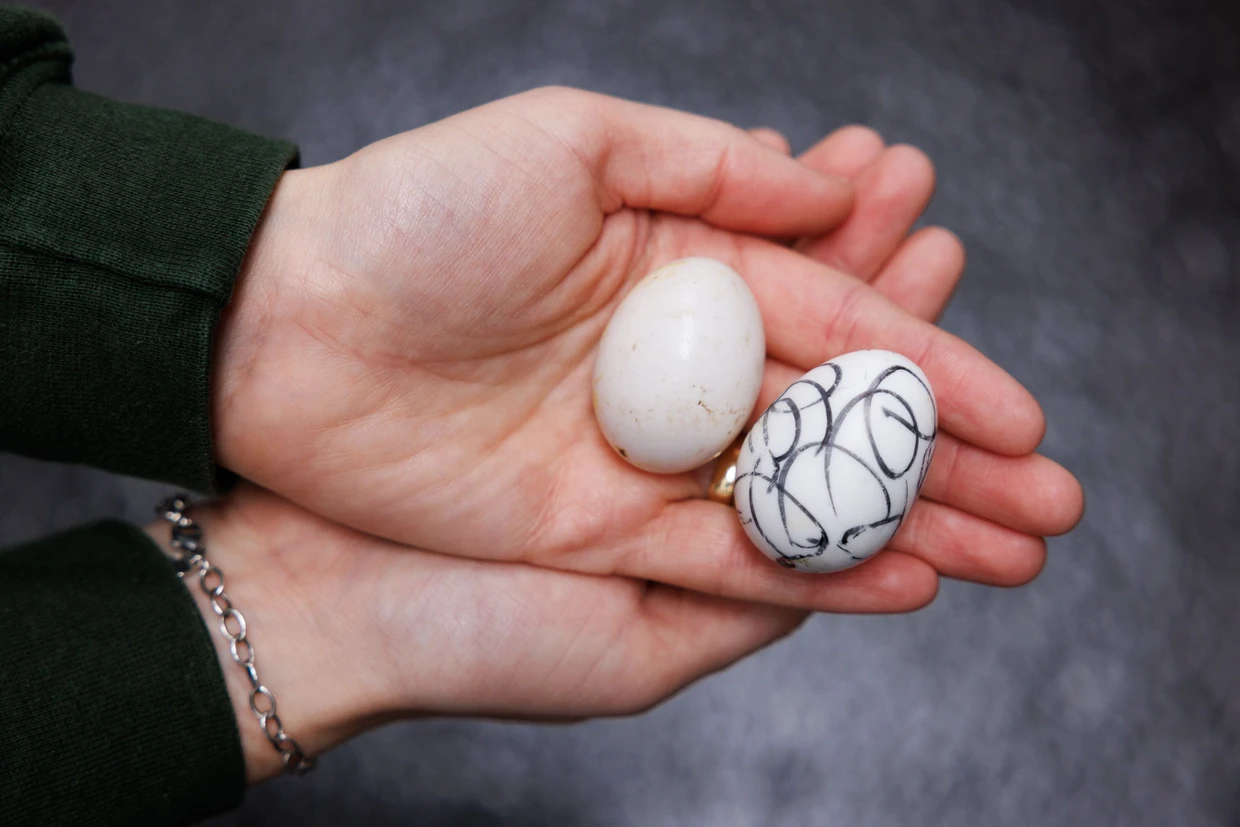 Täuschungsversuch: Ein echtes (links) und ein falsches Taubenei. Um falsche Eier leicht erkennen zu können, werden sie angemalt. Die Mitglieder des Vereins „Stadttaubenhilfe Mainz/Wiesbaden“ kontrollieren Taubennester und tauschen echte Eier gegen falsche aus, um die Fortpflanzung auf natürliche Weise zu reduzieren.