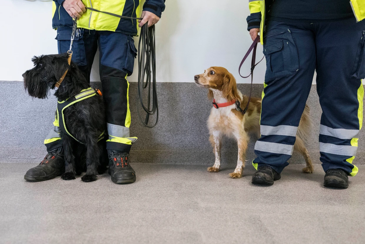 El entrenador Raimund Saar y el perro de caza Kikki (izquierda) y la entrenadora Anna Lena Osthoff y la perra de caza Ginny (derecha). Tomada el 26 de enero de 2026 en Kelsterbach.
