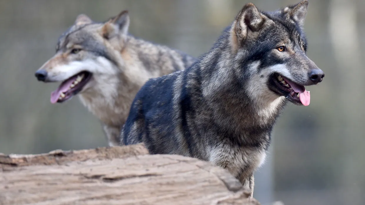 Zwei Wölfe in einem Gehege in Schleswig-Holstein (Symbolbild)