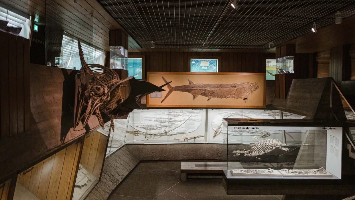 Hier stimmt die Definition: Senckenbergmuseum in Frankfurt