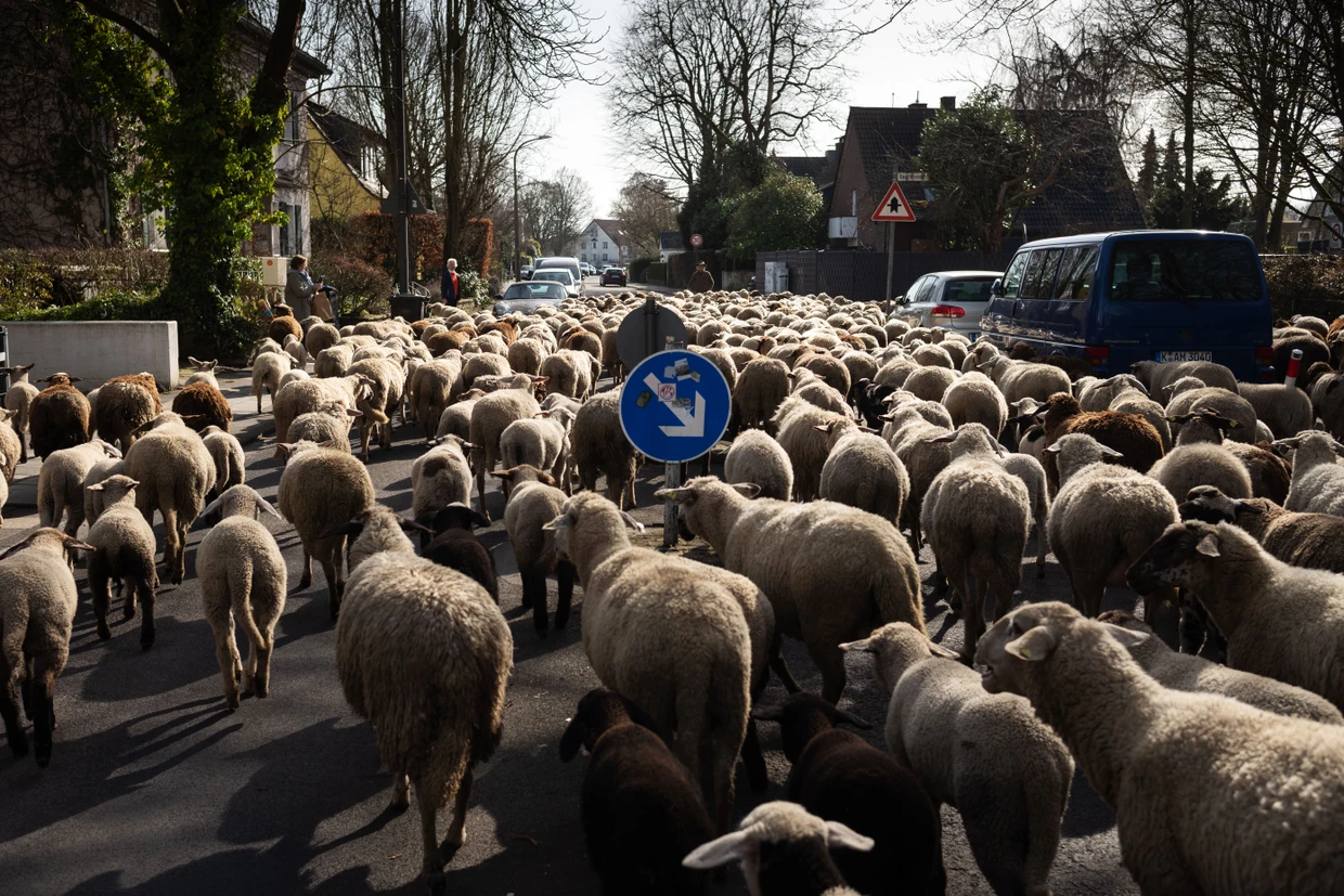 Die Herde des Schäfers Ingolf Wollenbach zieht durch den Kölner Stadtteil Junkersdorf.