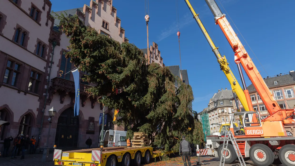 Am Haken: Schwerlastkräne hieven den Christbaum „Manni“ in die Vertikale.