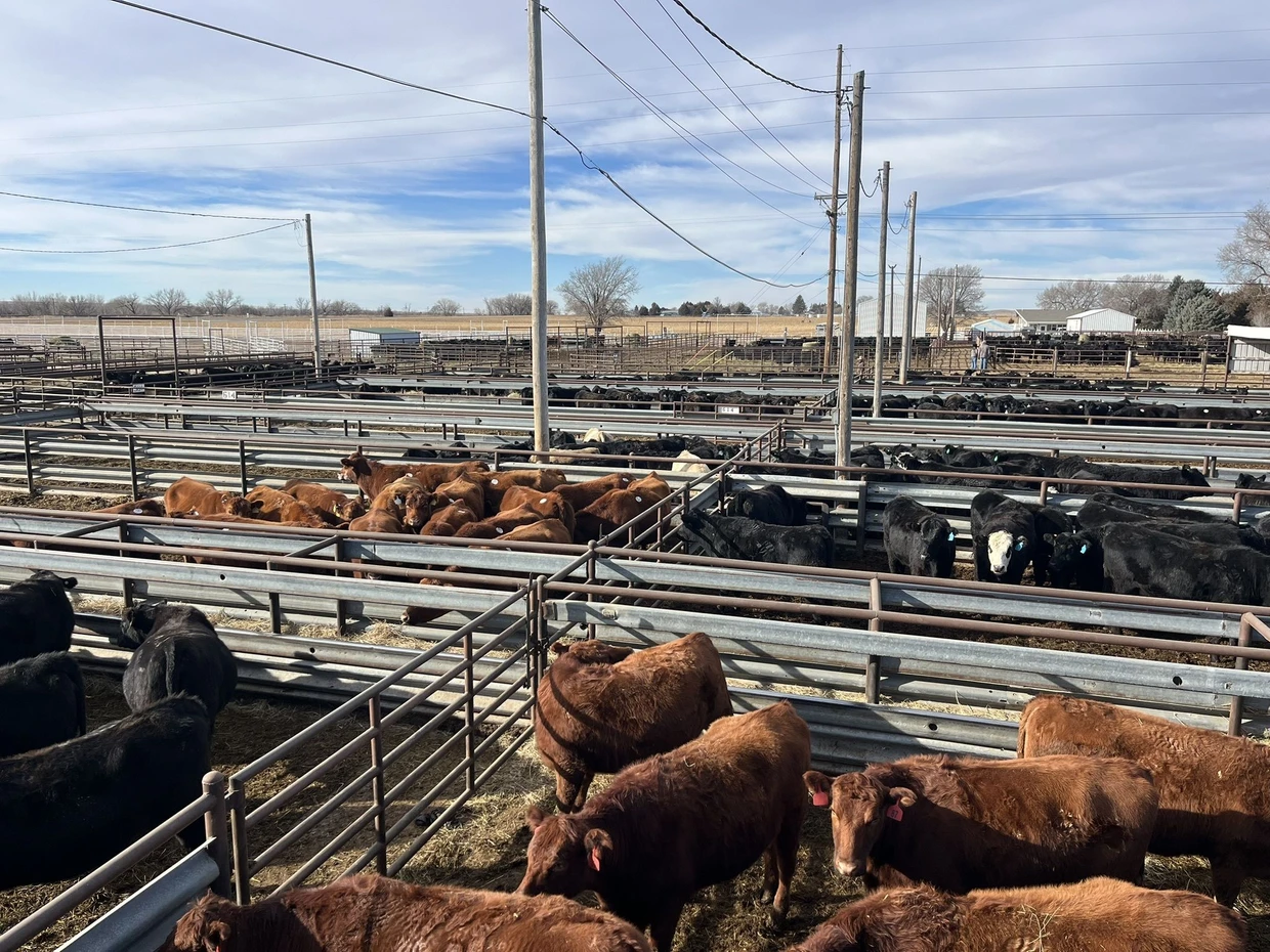 Manchmal treiben die Cowboys am Tag 8000 Rinder durch das Labyrinth von Gattern zur Versteigerungshalle.