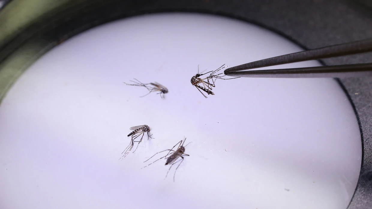 Beschäftigen die Wissenschaft: Moskitos, die Krankheiten wie Malaria übertragen können