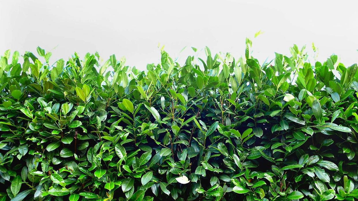 malay gold philodendron Philodendron 'Malay Gold' – Neon Gold Climber
