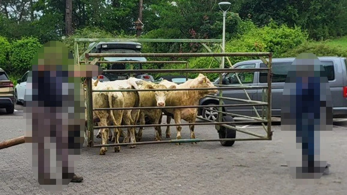 Das Ende eines Ausflugs: Im Gatter eines sogenannten Treibwagens wird die Kuhherde wieder auf die Weide geführt.