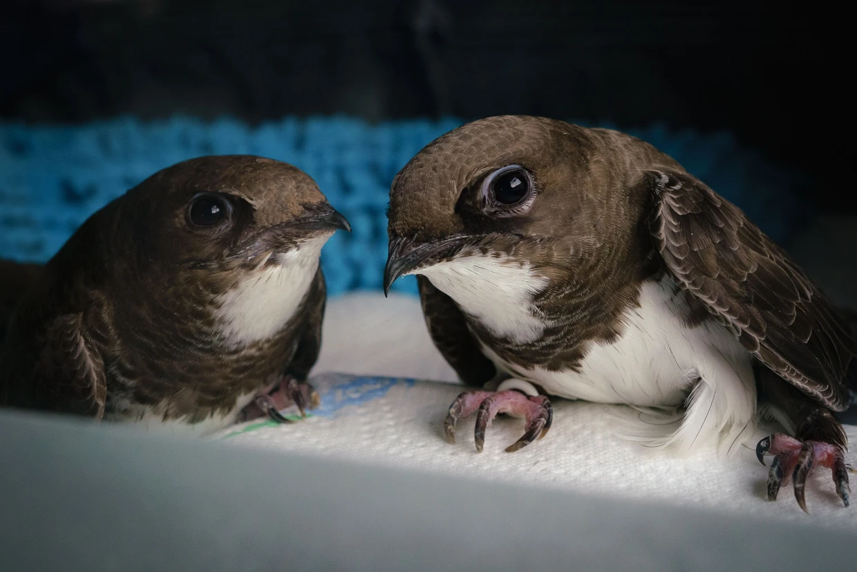 Sie habe sich in die „wunderbaren großen, dunklen Augen“ verliebt, sagt Christine Haupt.