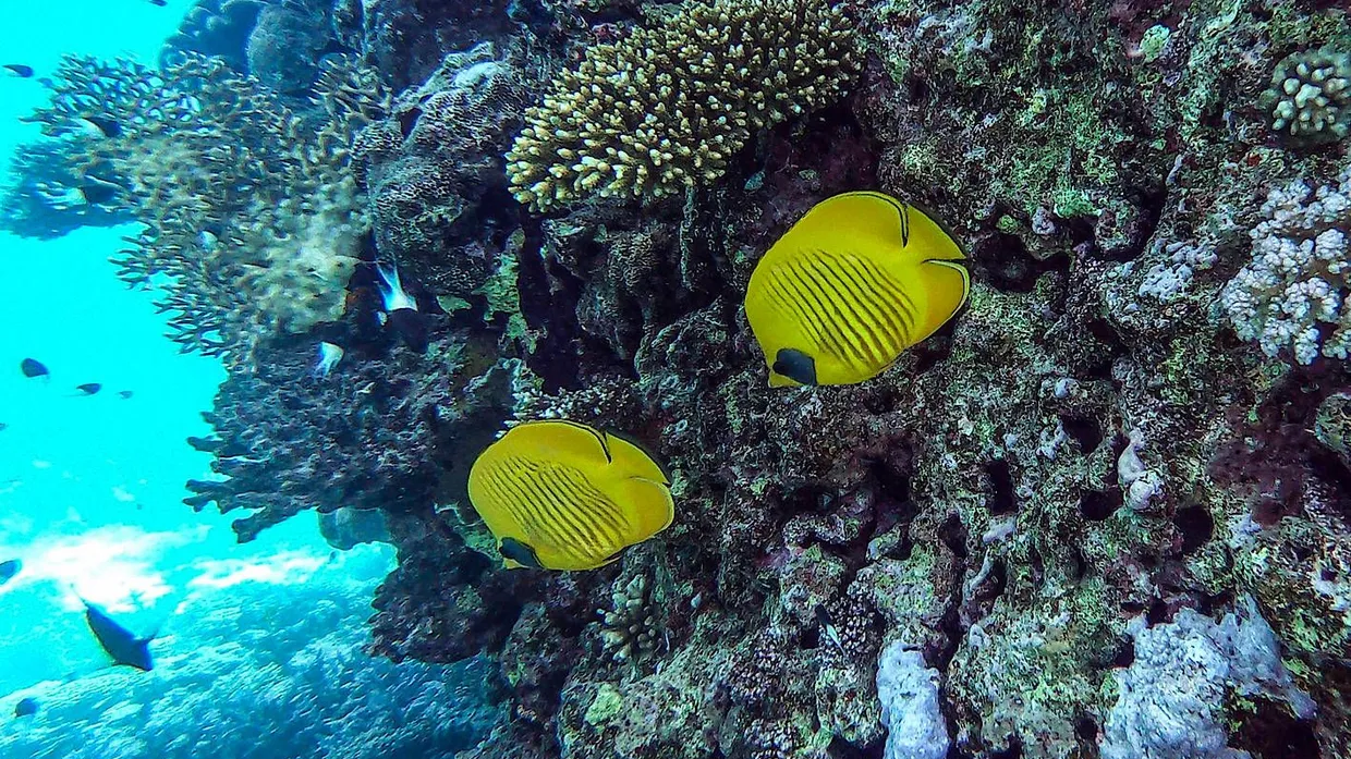 Studien belegen, dass einige Inhaltsstoffe in chemischen Sonnencremes zur Korallenbleiche beitragen und die Fortpflanzung von Fischen gefährden können.