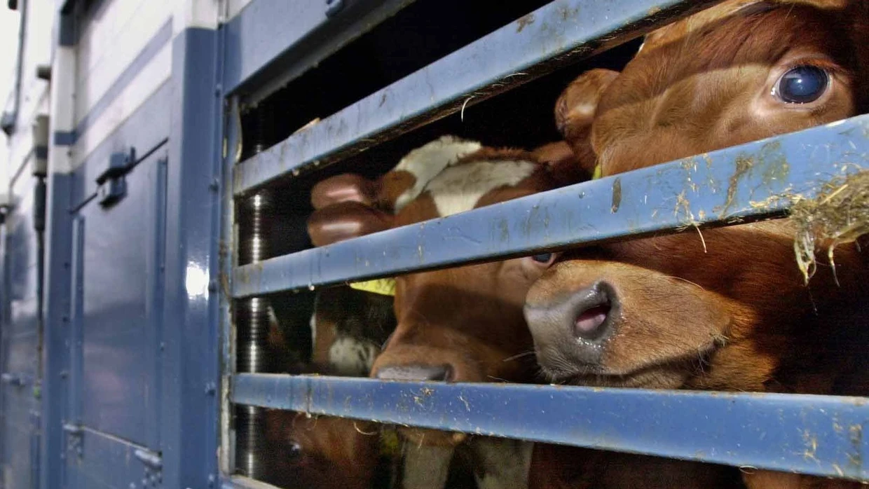 Zu wenig Platz? Nicole Kemper warnt vor „Zollstock-Tierschutz“