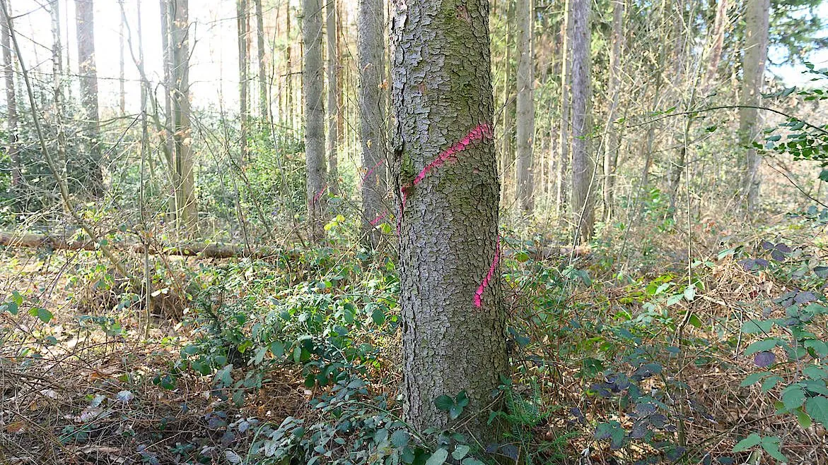 CO2-Speicher: Waldbesitzer wollen eine Gegenleistung für die „Klima-Arbeit“ ihrer Bäume.
