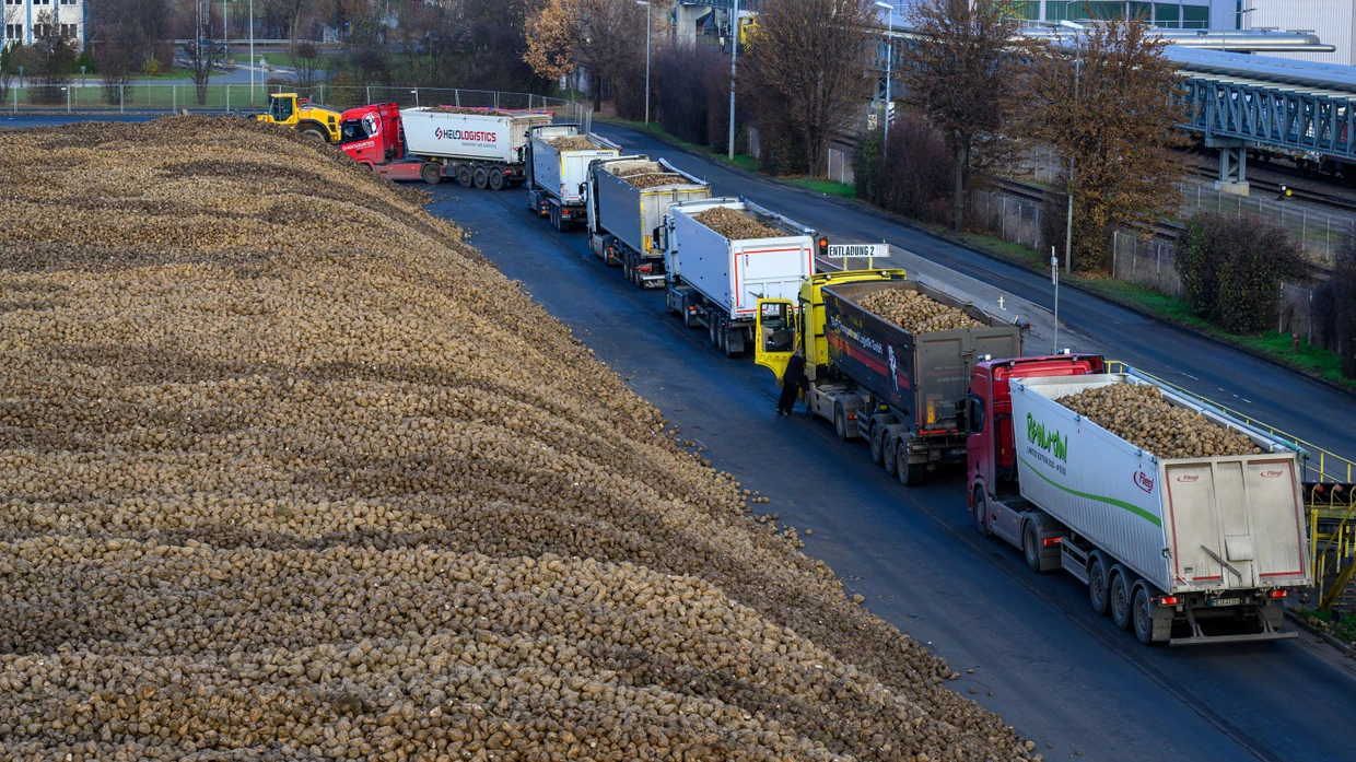 Sugar beets at Südzucker's plant in Zeitz - between 220,000 and 300,000 tons of sugar are produced every year.