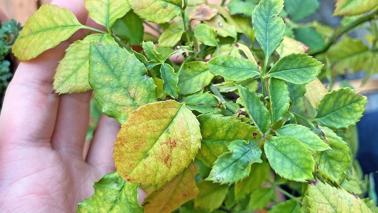 Kranke Rose: Diagnose mit einem Klick | FAZ