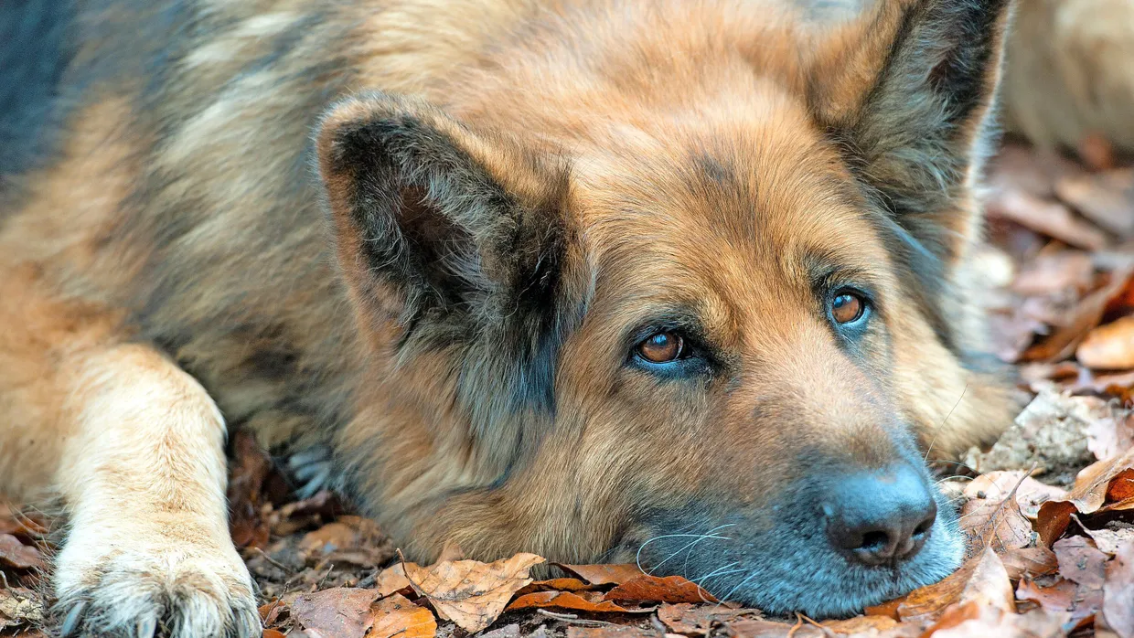 Im deutschen Wald ein Deutscher Schäferhund: Tomer Gardis Alter Ego hat in „Eine runde Sache“ mit allerlei bissigen Dingen zu tun.