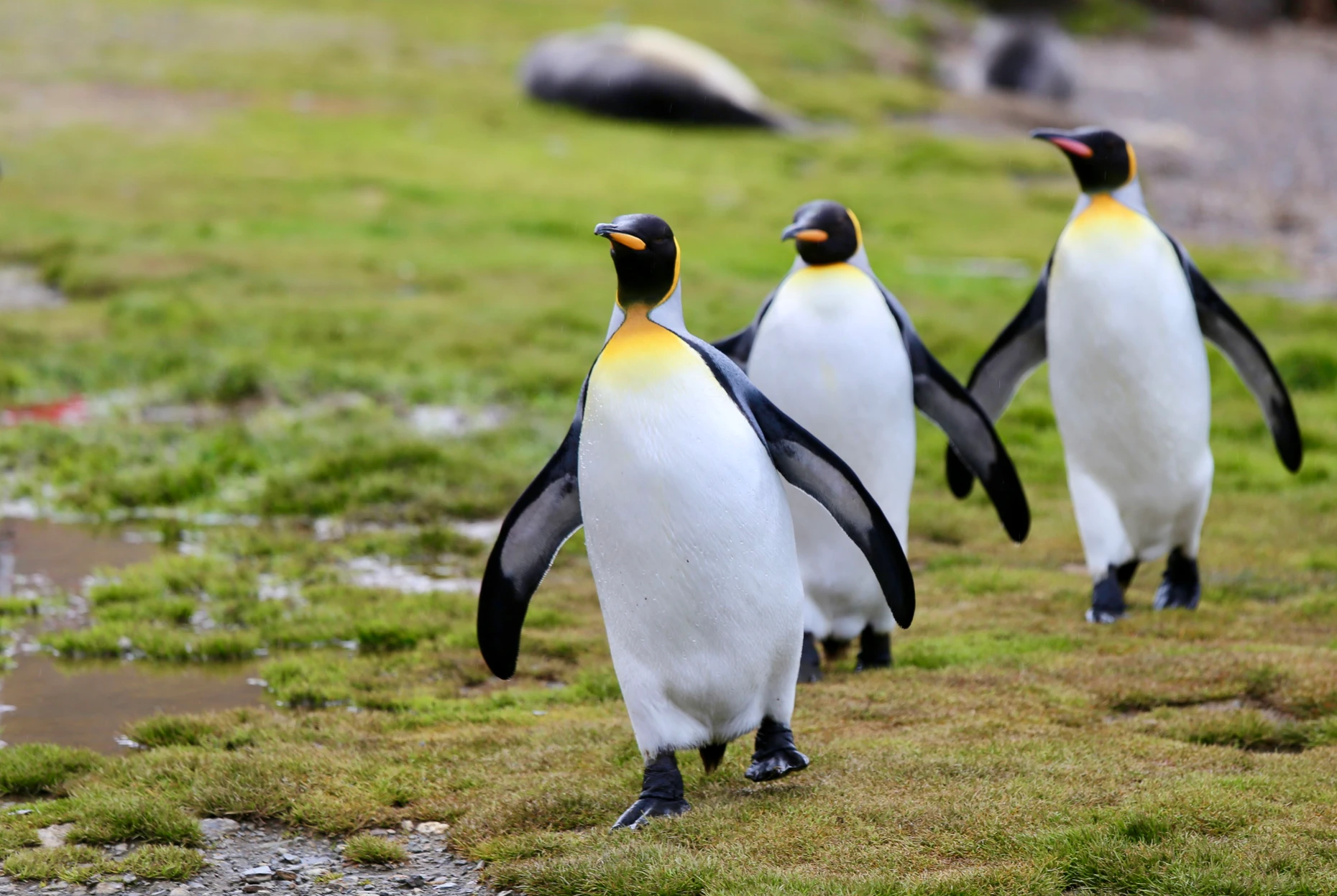 Erstaunlich zutraulich: Königspinguine kennen keine Furcht vor Menschen.