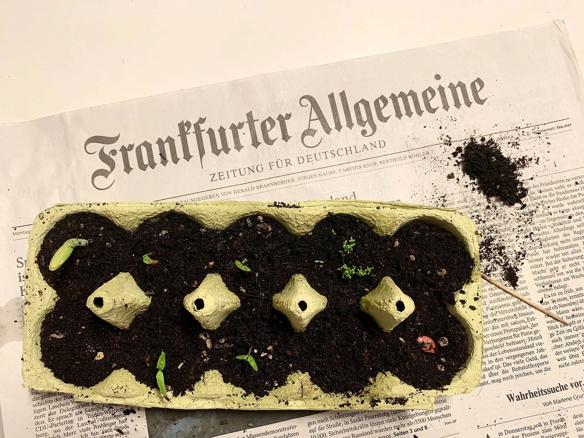 künstlich olivenbaum Künstlicher Olivenbaum